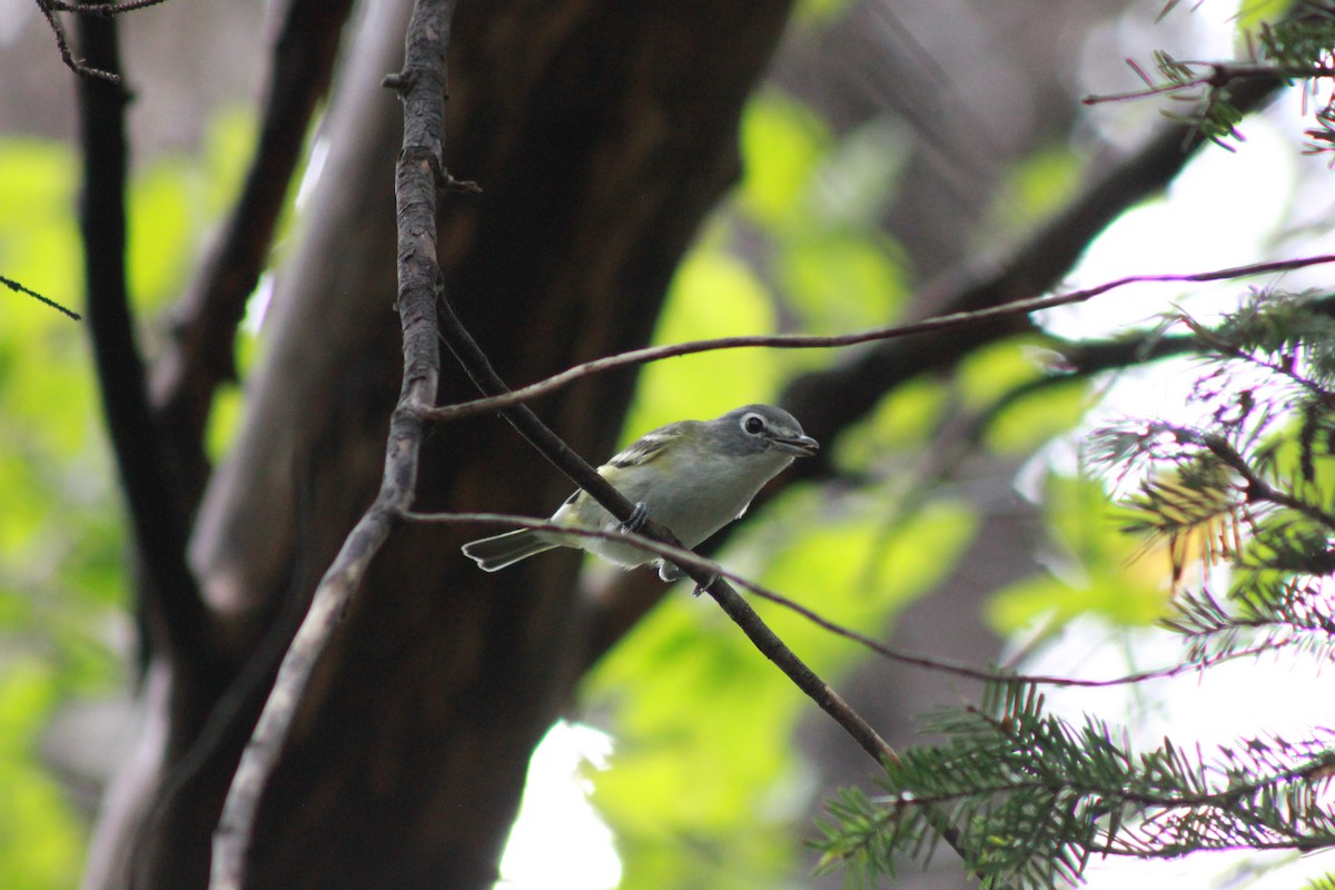 Blue-headed Vireo - ML368224271