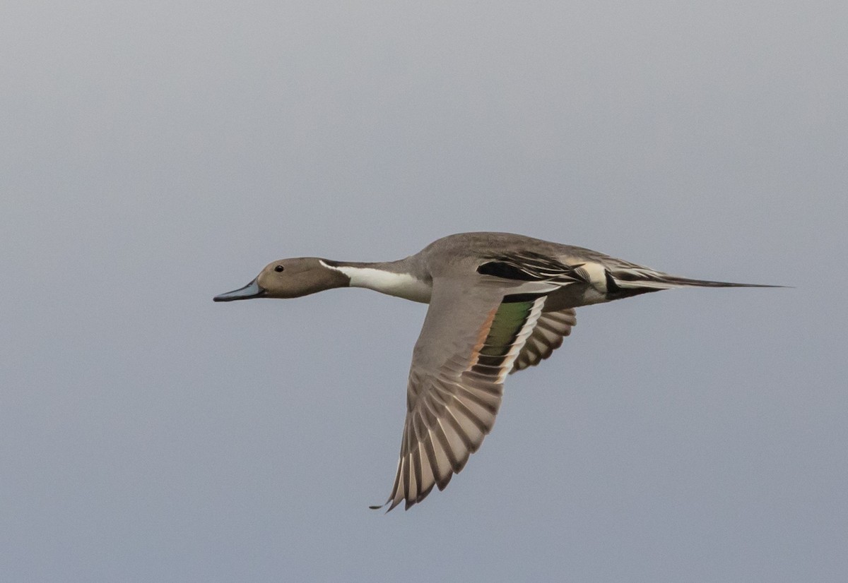 Northern Pintail - Kathleen Kent