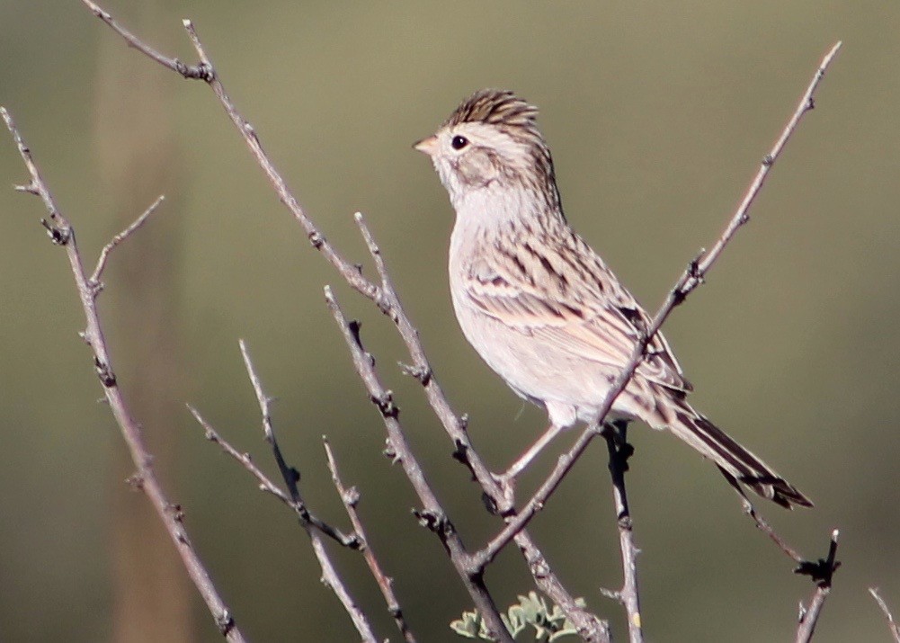 Brewer's Sparrow - ML36822641