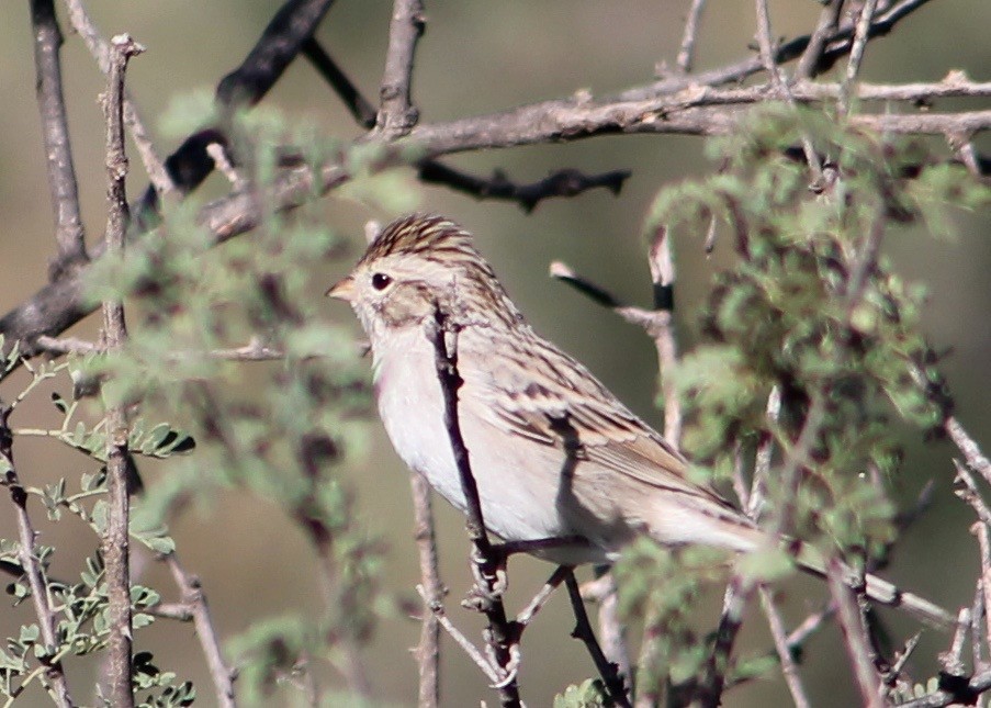 Brewer's Sparrow - ML36822671