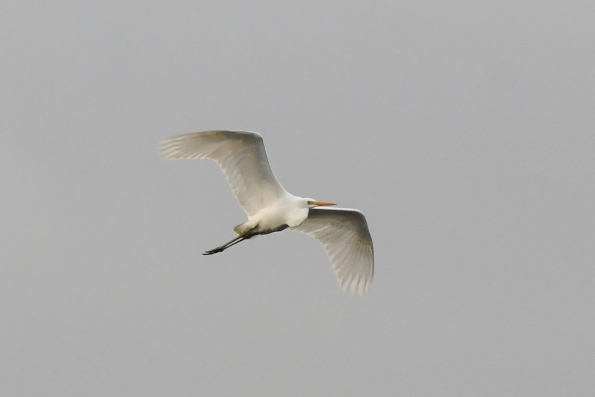 Great Egret - Magnus Andersson