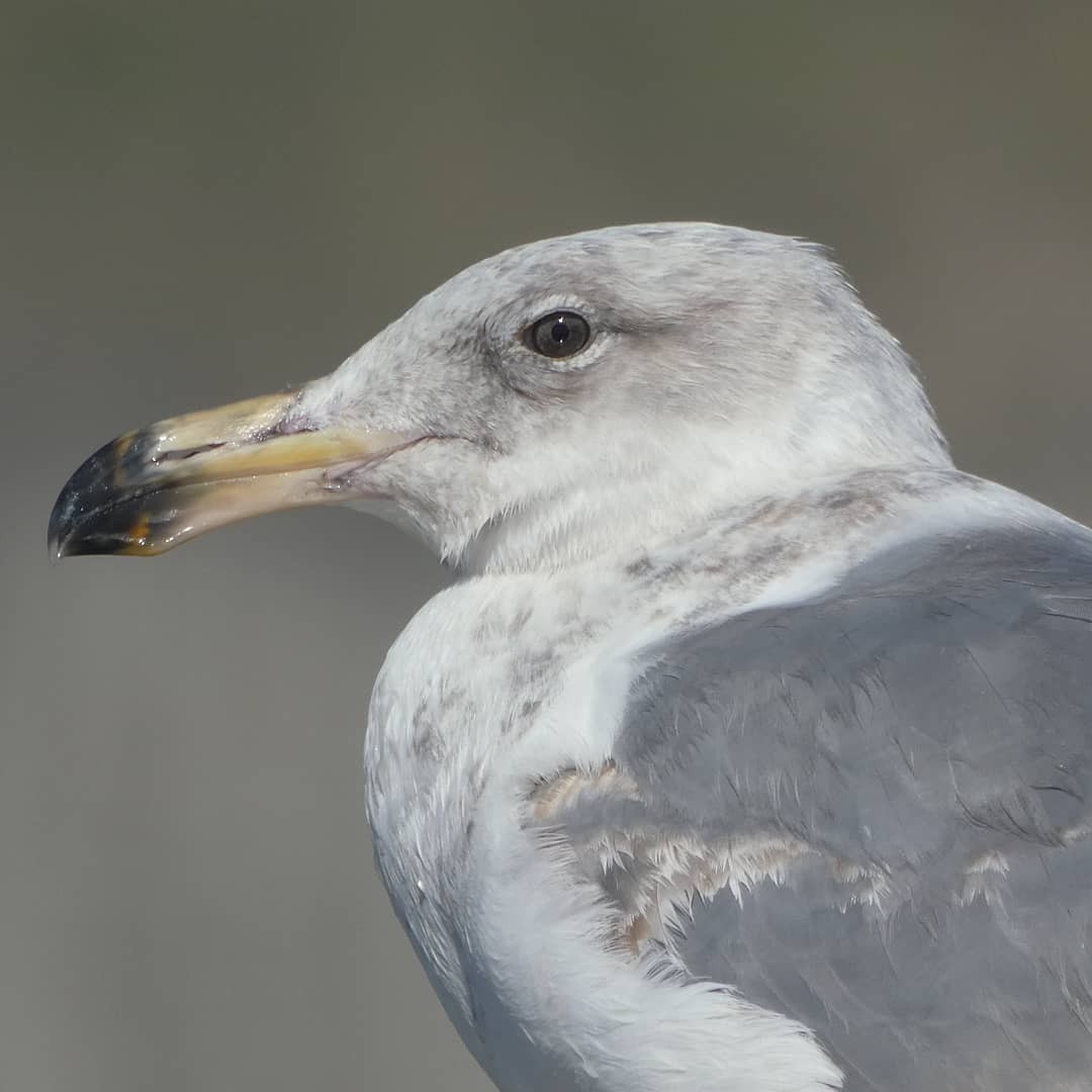 Western Gull - ML368228941