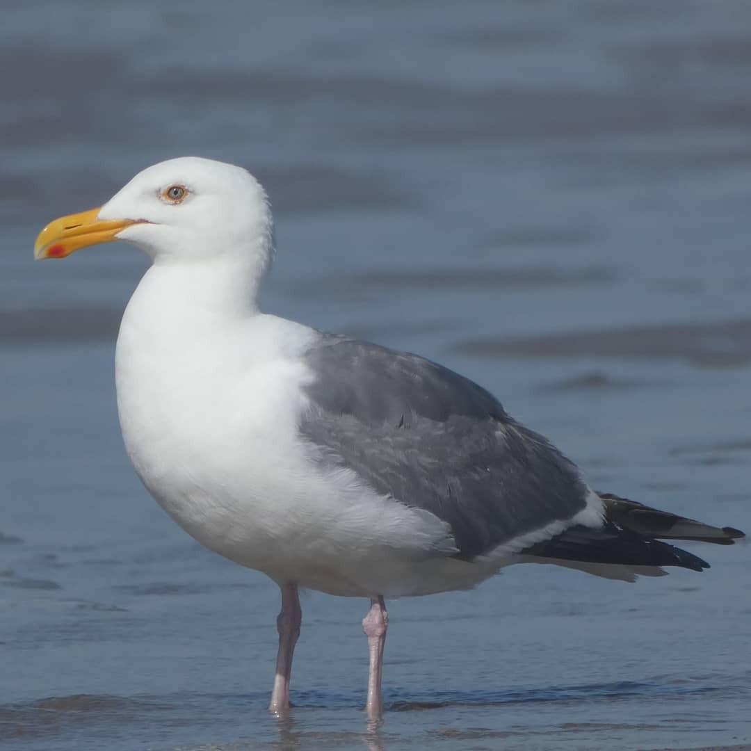 Western Gull - ML368228981