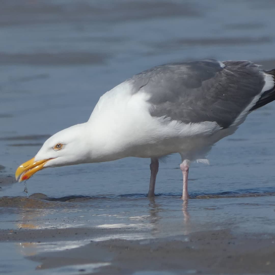 Western Gull - ML368229021
