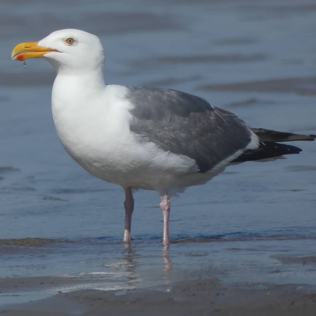 Western Gull - ML368229041