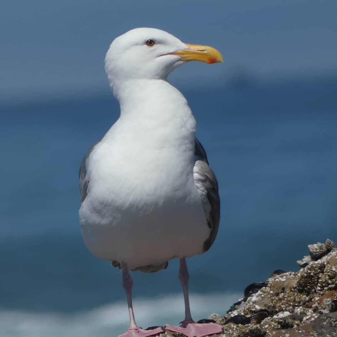 Western Gull - ML368229071