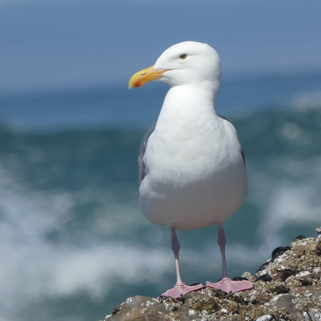 Western Gull - ML368229151