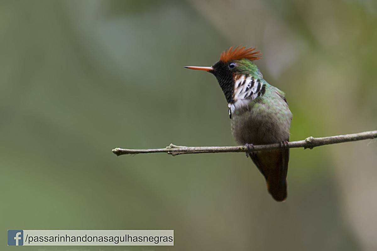 Frilled Coquette - Hudson - BirdsRio