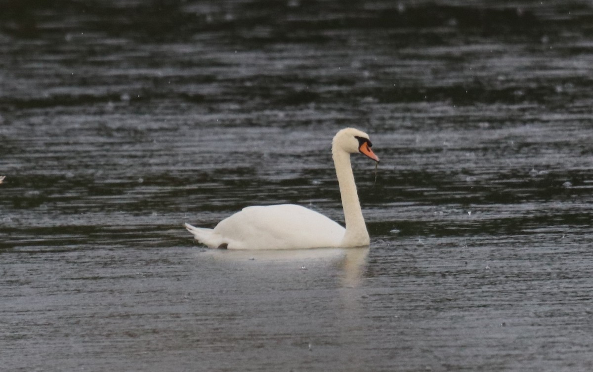 Mute Swan - ML368229961