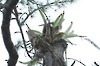 Finsch Papağanı - ML36823061