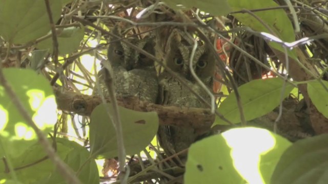 Sulawesi Scops-Owl - ML368231841