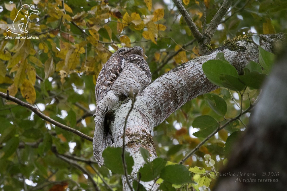 Great Potoo - ML36823641