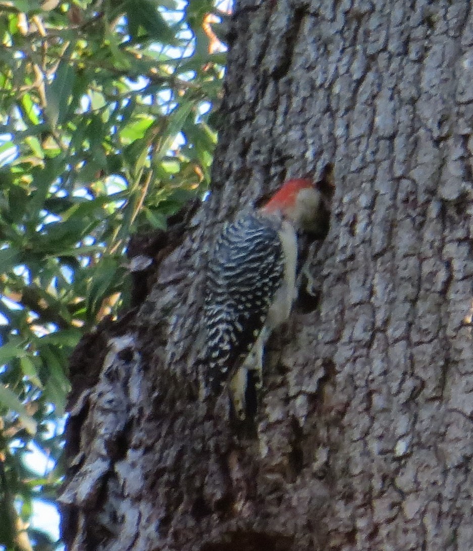 Red-bellied Woodpecker - Ellen Billiter