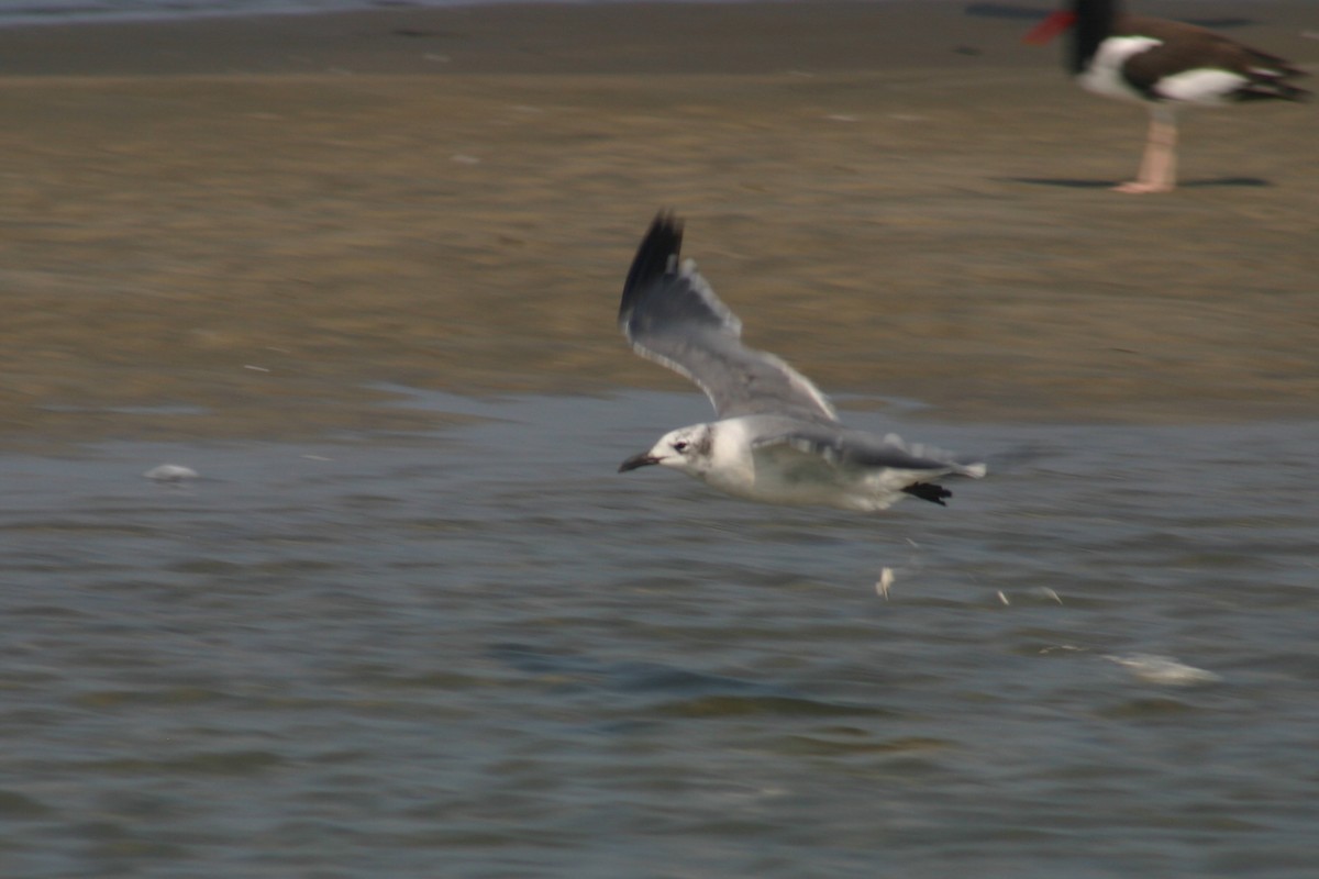 Laughing Gull - ML368240711