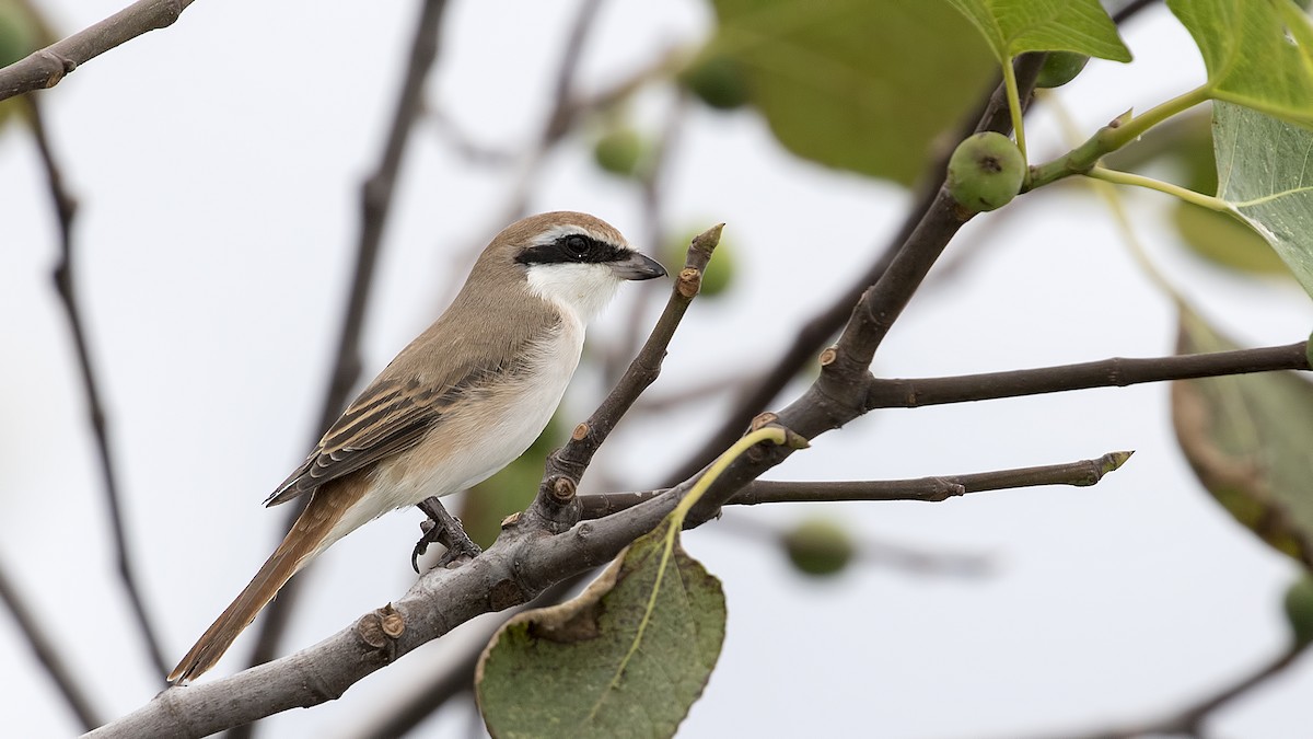 Red-tailed Shrike - birol hatinoğlu
