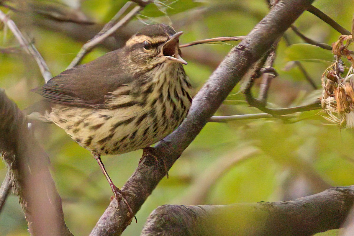 Northern Waterthrush - ML368242141