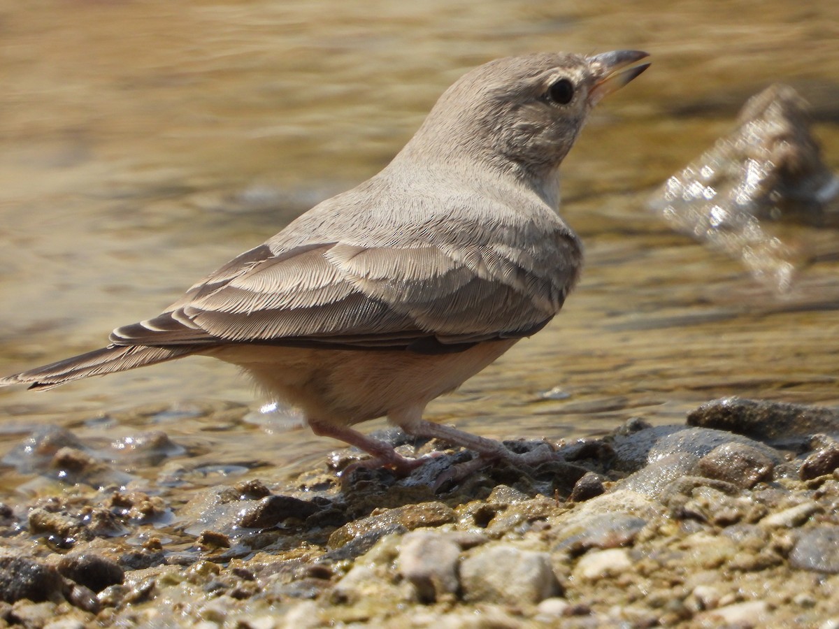 Desert Lark - ML368242171