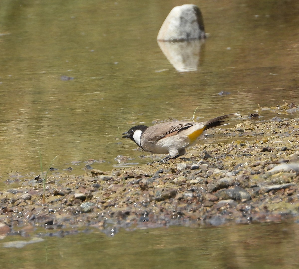 White-spectacled Bulbul - ML368242581