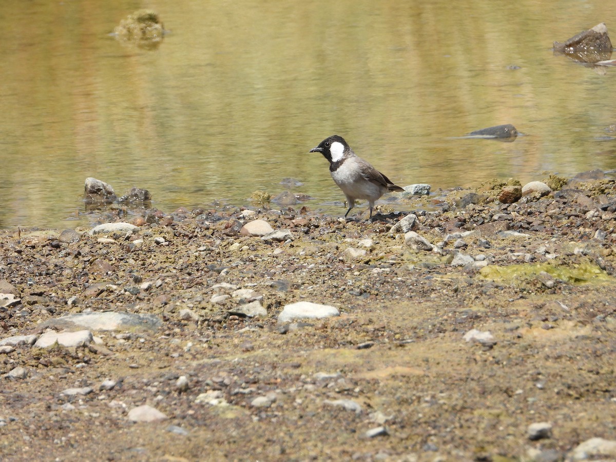 White-spectacled Bulbul - ML368242601