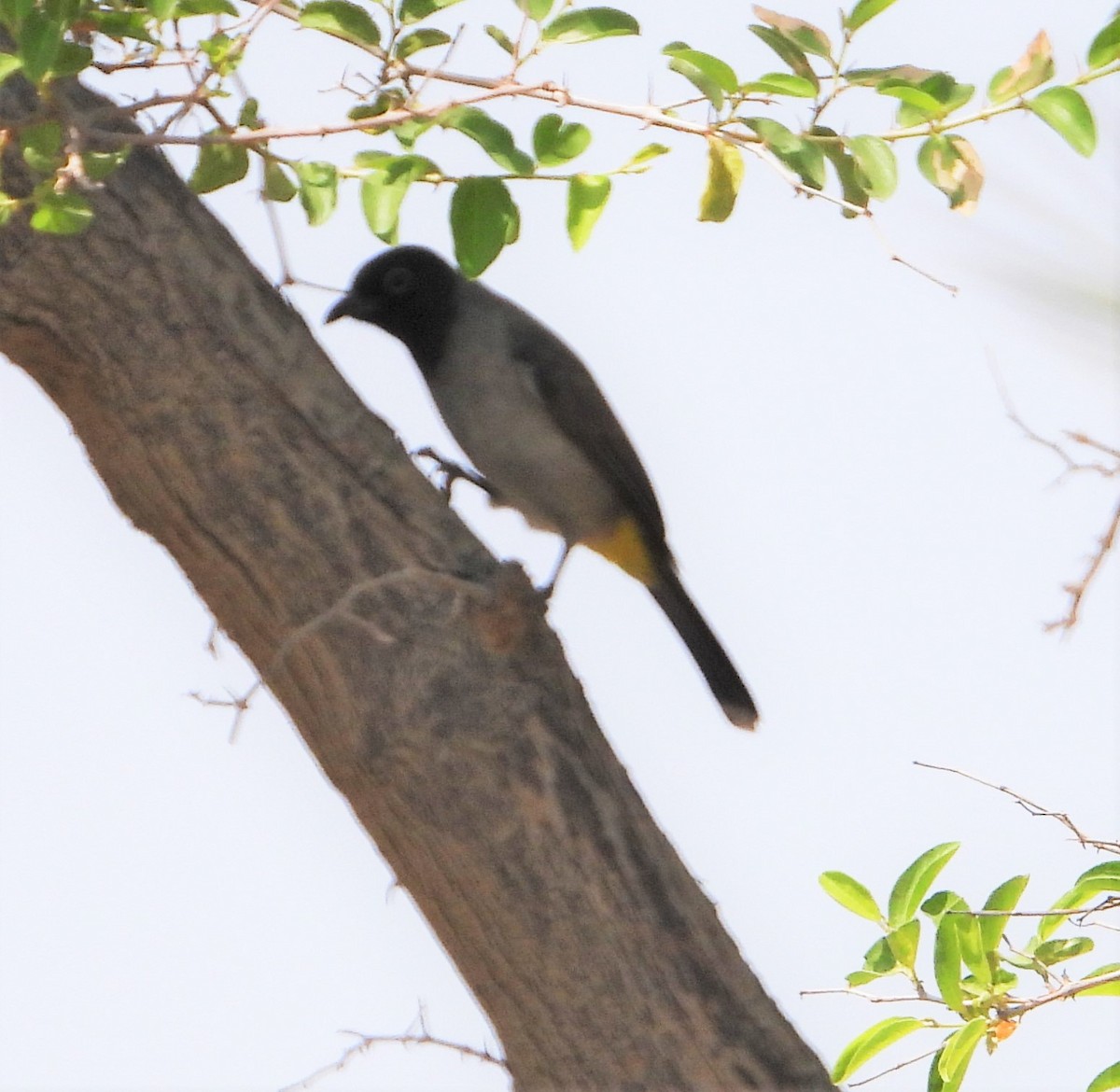 White-eared Bulbul - ML368242621