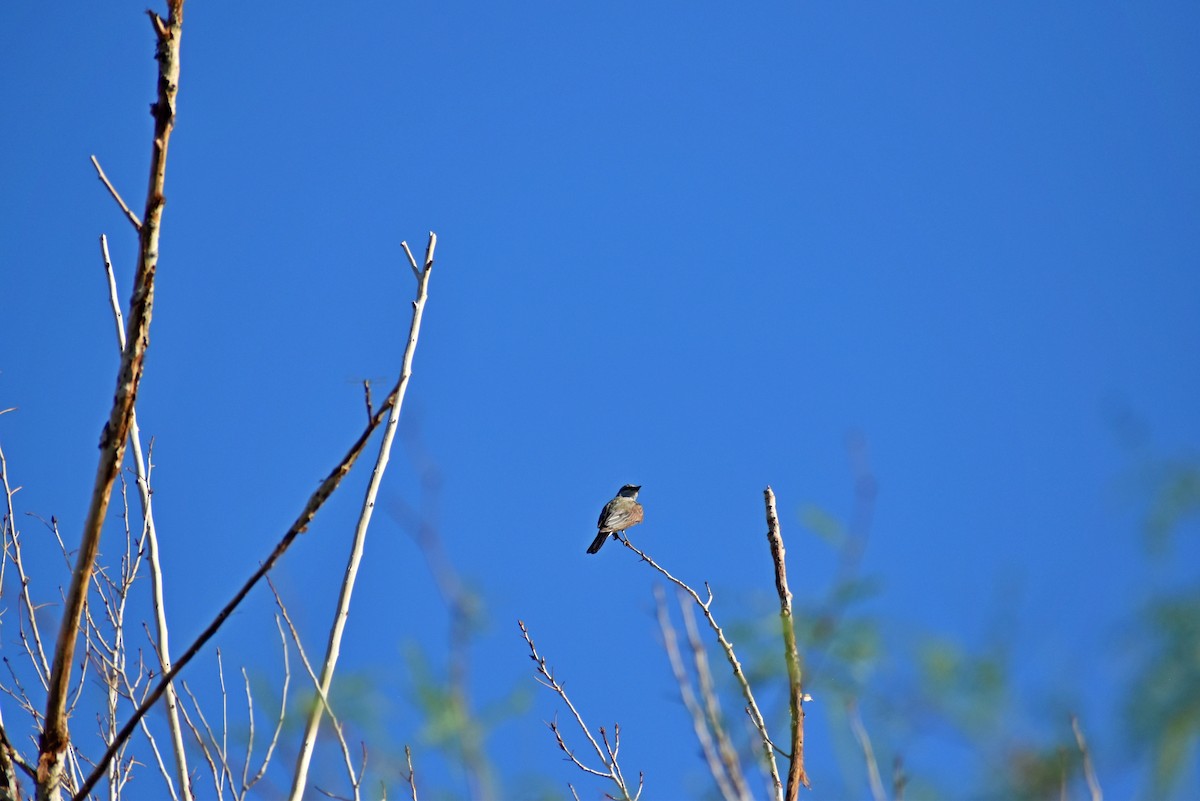 Loggerhead Shrike - ML368242771