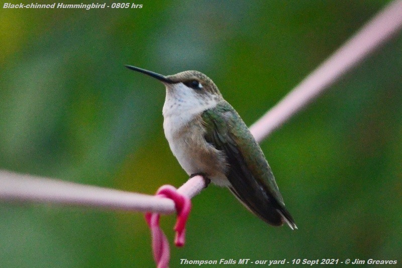 Black-chinned Hummingbird - ML368243241