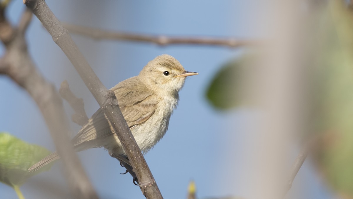 Booted Warbler - ML368243791