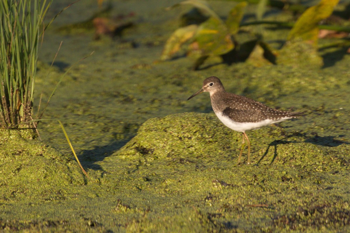 Solitary Sandpiper - ML368244581