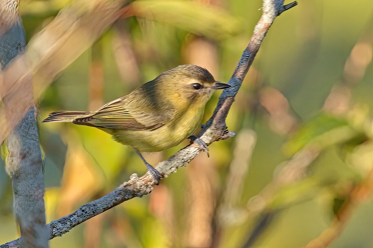 Philadelphia Vireo - ML368244811