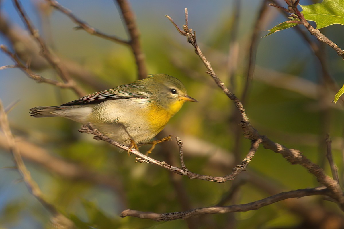 Northern Parula - David Jacobs