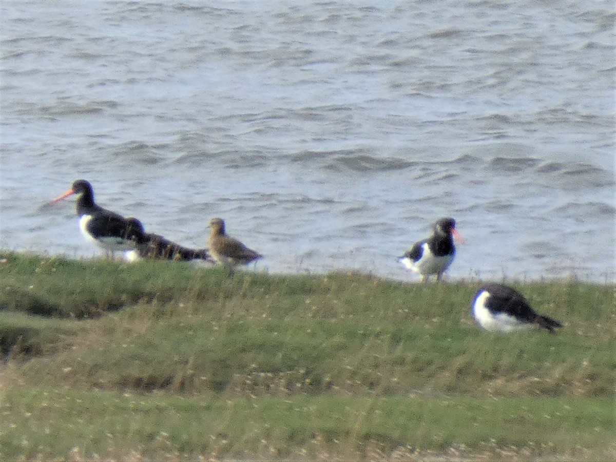 European Golden-Plover - ML368246301