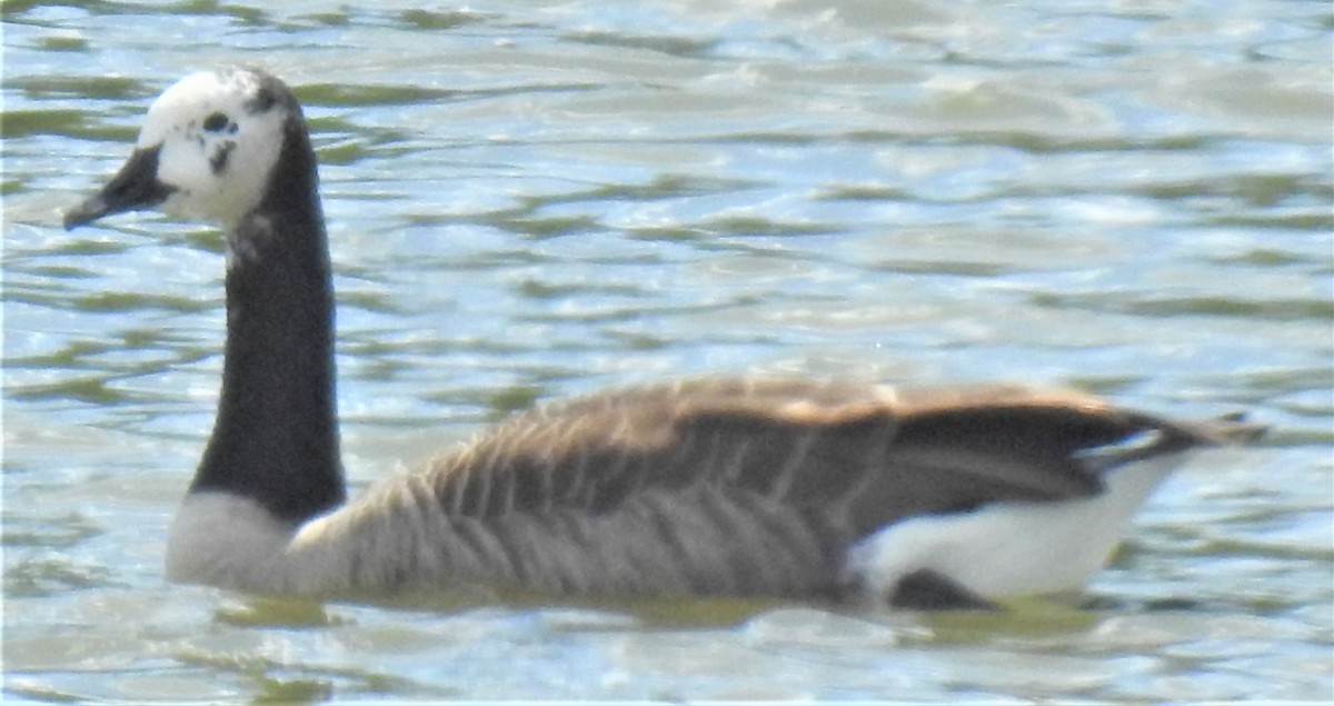 Canada Goose - ML368248171