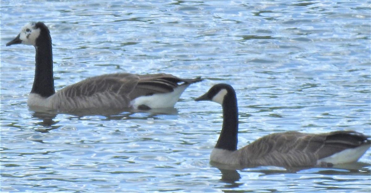 Canada Goose - ML368248191