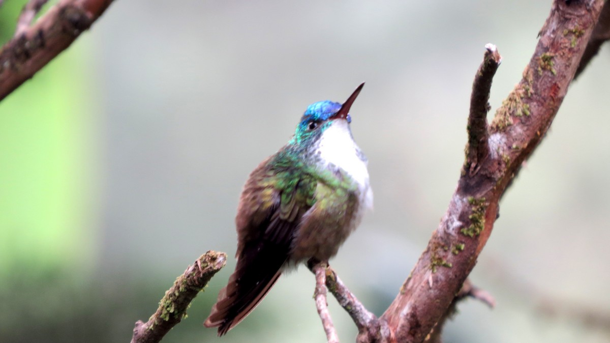 Azure-crowned Hummingbird - Benjamin Rivera Birding Tour Guide