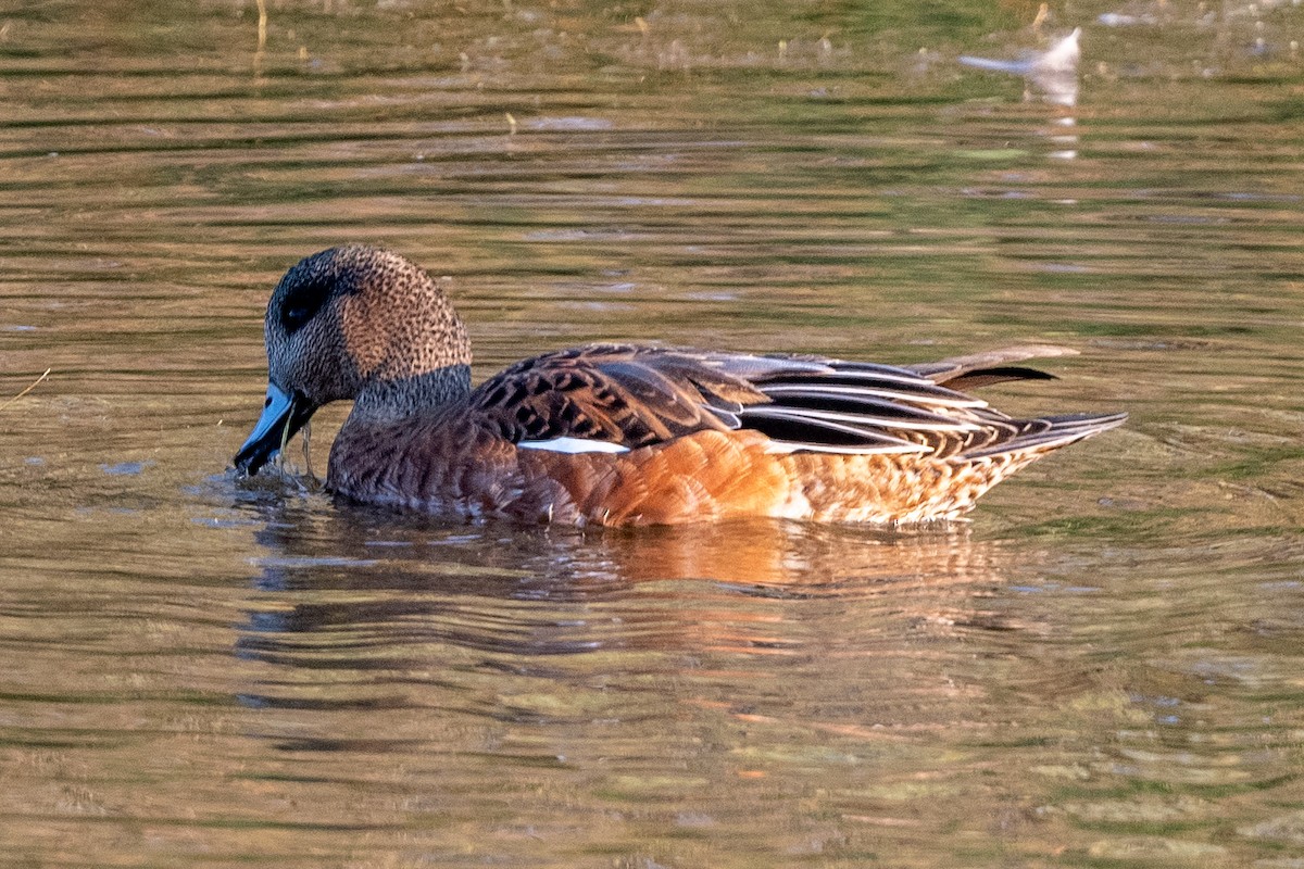 American Wigeon - ML368249111