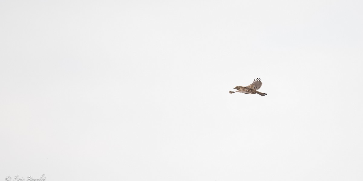 Eurasian Skylark (European) - Eric Francois Roualet