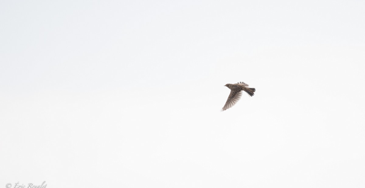 Eurasian Skylark (European) - ML368249531