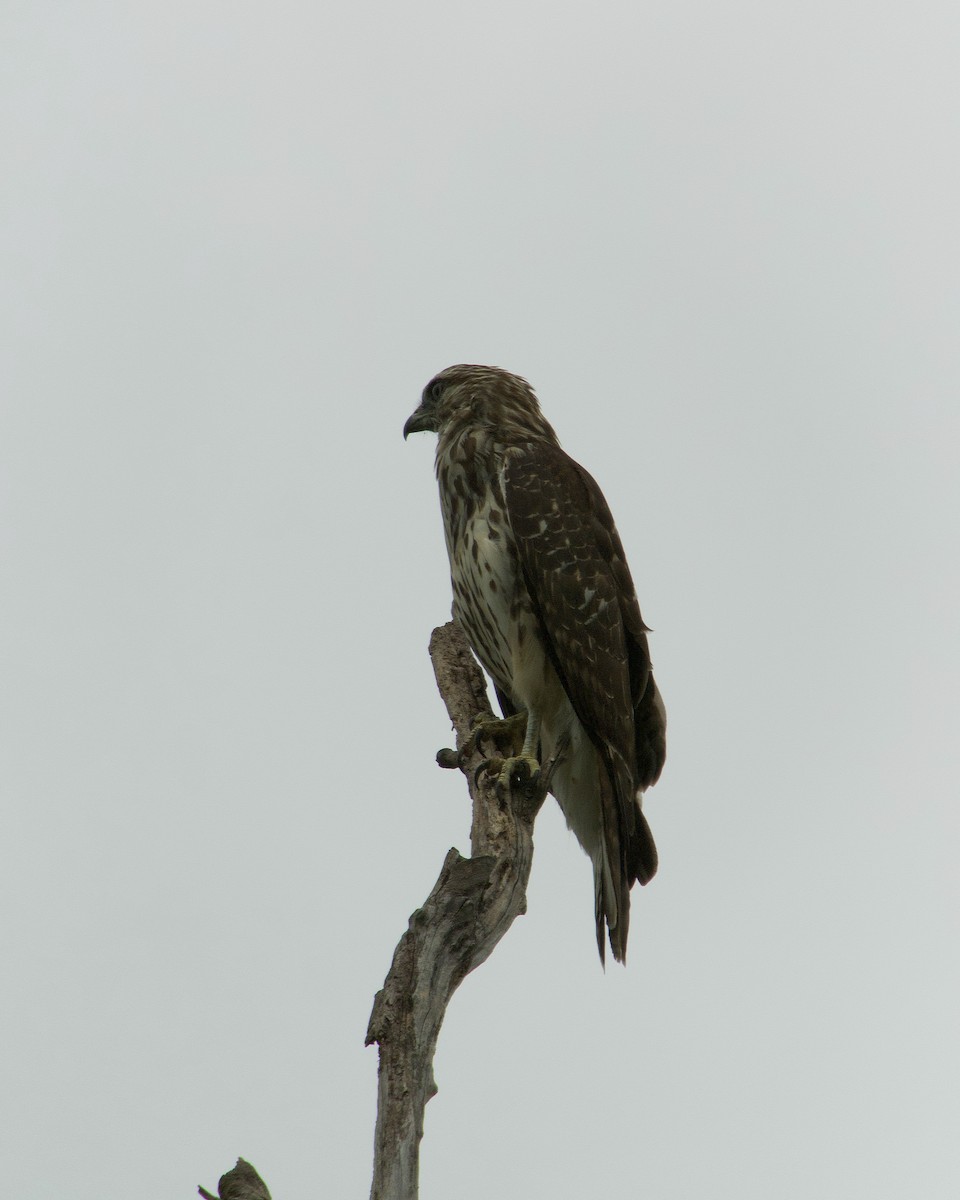 Red-shouldered Hawk - ML368249621