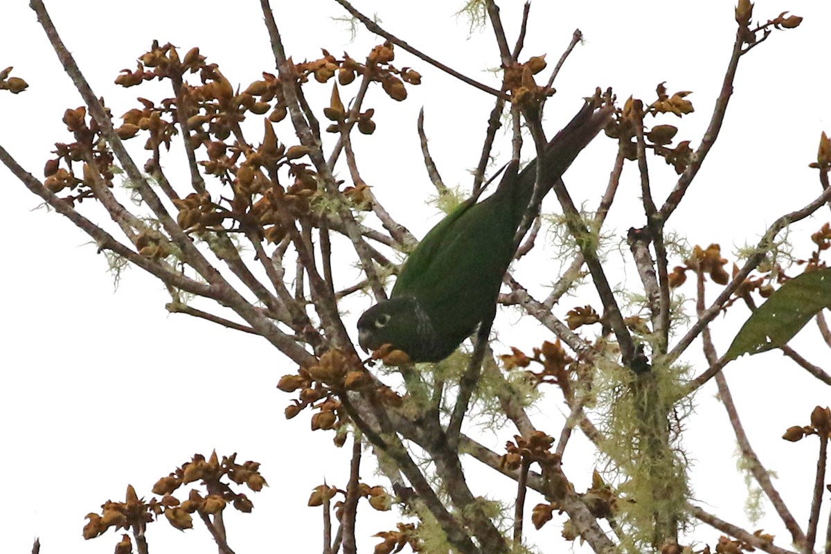 Maroon-tailed Parakeet - ML368249721