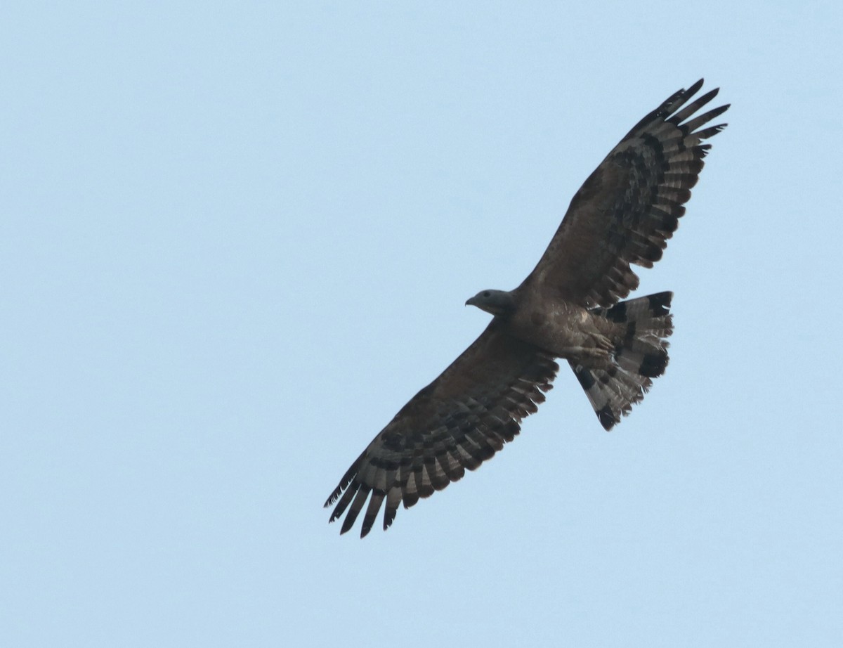 Oriental Honey-buzzard - Niladri Kundu