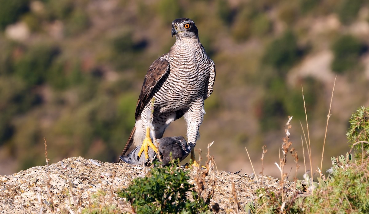 Eurasian Goshawk - ML368250361