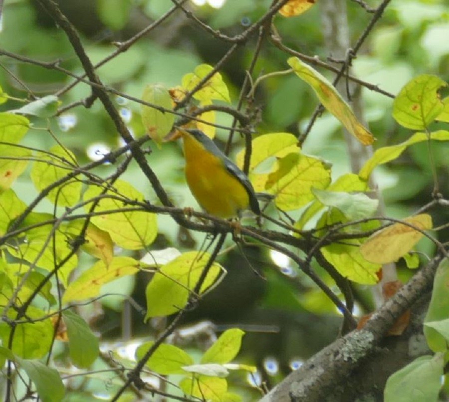 Tropical Parula - Derek Heins