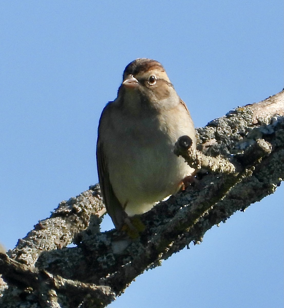 Clay-colored Sparrow - ML368257221