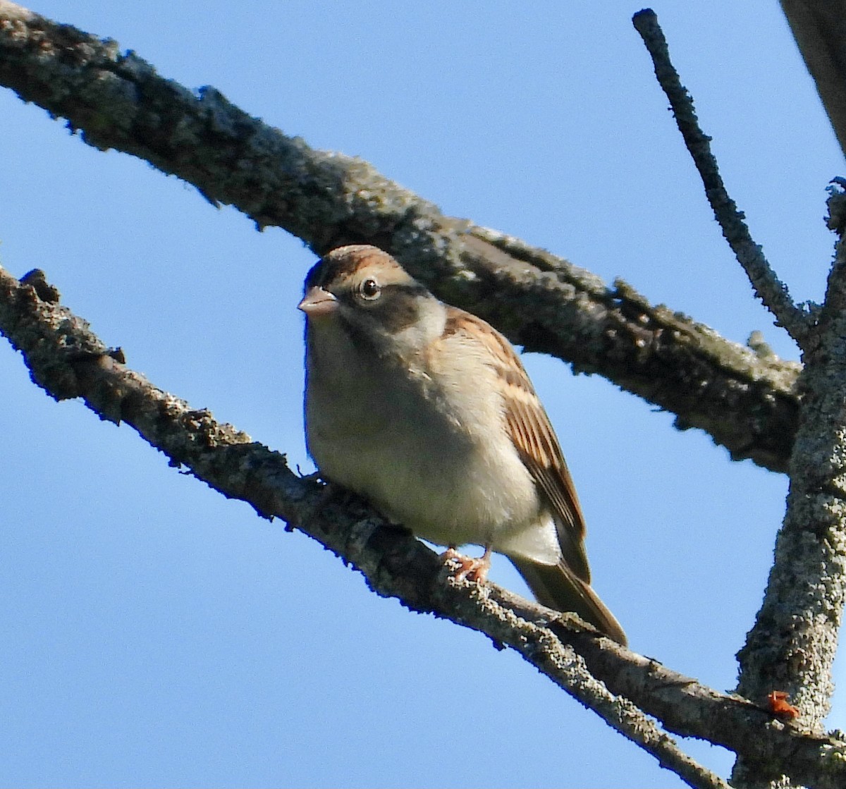 Clay-colored Sparrow - ML368257231