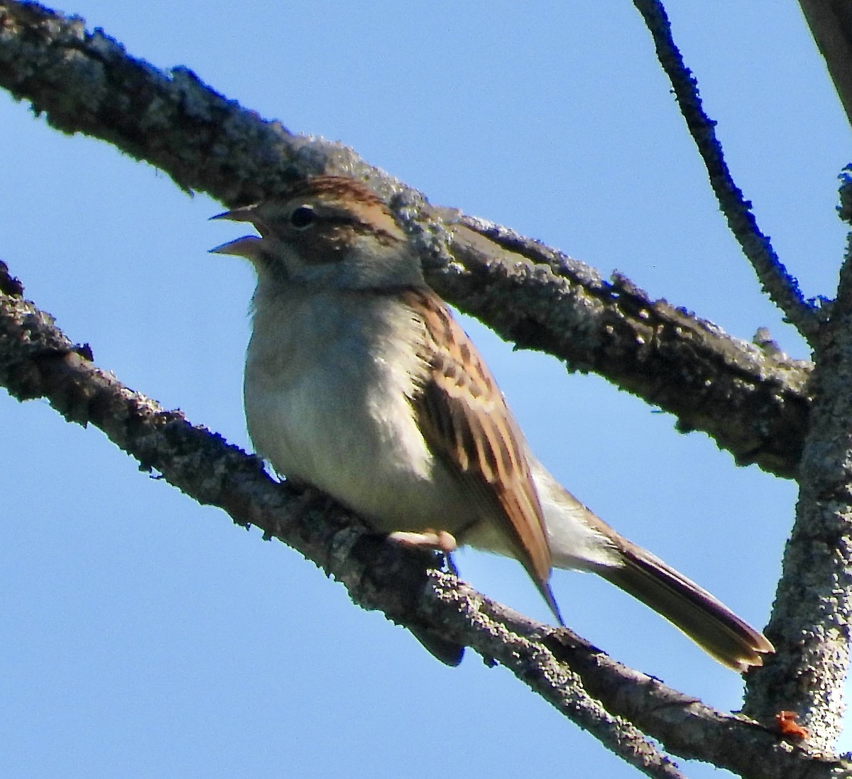 Clay-colored Sparrow - ML368257241