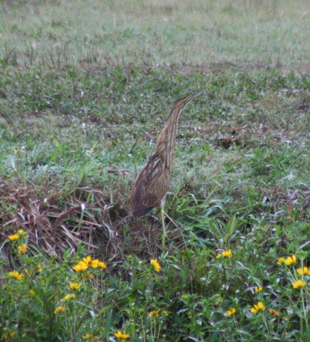 American Bittern - ML36825771