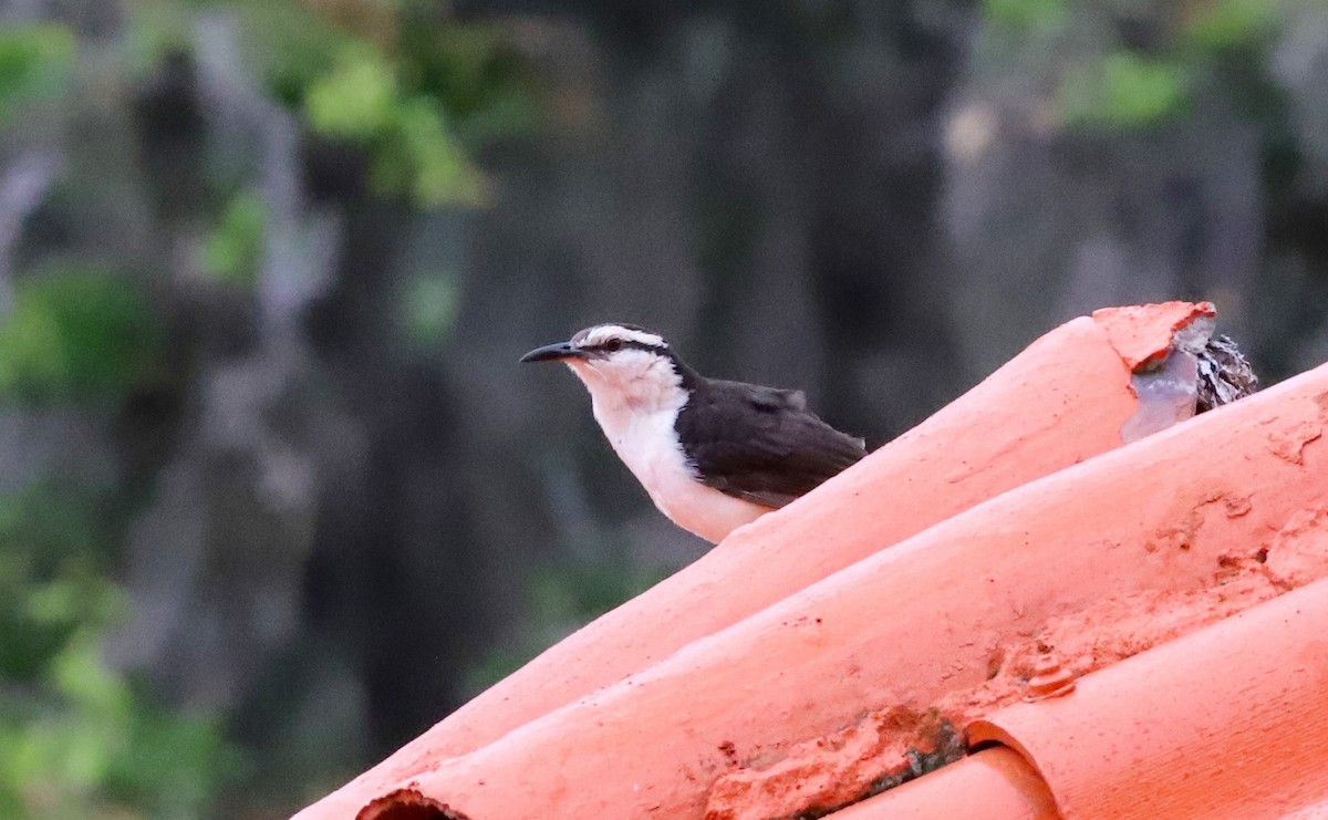 Bicolored Wren - ML368257761