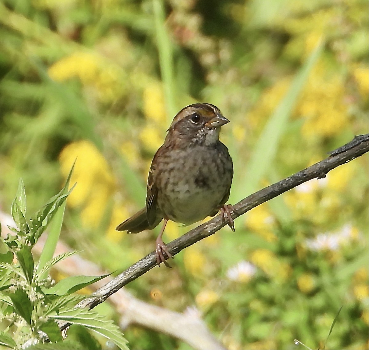 White-throated Sparrow - ML368257881