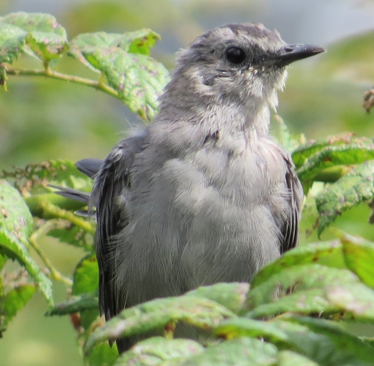 Gray Catbird - ML368257941