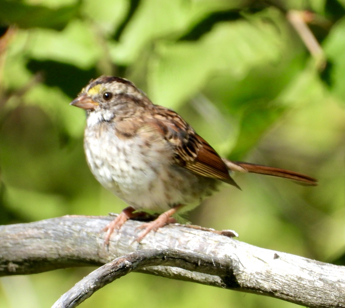 White-throated Sparrow - ML368258261